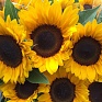 Подсолнечник летний (Helianthus annuus)