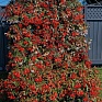 Бегония боливийская ампельная (Begonia boliviensis x hybrida)