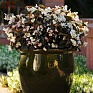 Бегония гибридная (бронзовая листва) (Begonia hybrida)