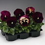 Виола Виттрока (Viola wittrockiana) Виола Виттрока (Viola wittrockiana)