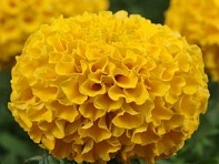 Бархатцы прямостоячие (Taishan)