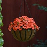 Бальзамин Уоллера (Impatiens walleriana) Бальзамин Уоллера (Impatiens walleriana)