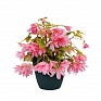Бегония гибридная ампельная (зеленая листва) (Begonia hybrida) Бегония гибридная ампельная (зеленая листва) (Begonia hybrida)