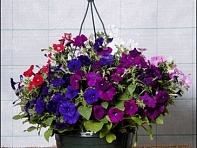 Петуния ампельная гибридная (Baby Gioconda F1)