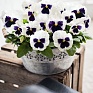 Виола виттрока (Viola wittrockiana) Виола виттрока (Viola wittrockiana)