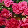 Бегония клубневая махровая ампельная (Begonia tuberhybrida) Бегония клубневая махровая ампельная (Begonia tuberhybrida)