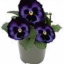 Виола виттрока (Viola wittrockiana) Виола виттрока (Viola wittrockiana)