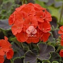 Герань (пеларгония садовая) (Pelargonium x hortorum)