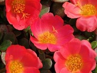 Портулак огородный (Toucan)