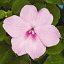 Бальзамин Уоллера (Impatiens walleriana)