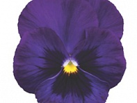 Виола Виттрока (Mariposa F1) Виола Виттрока (Mariposa F1)