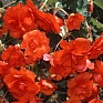 Бегония клубневая махровая ампельная (Begonia tuberhybrida) Бегония клубневая махровая ампельная (Begonia tuberhybrida)