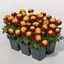 Бархатцы отклоненные (Tagetes patula) Бархатцы отклоненные (Tagetes patula)