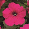 Вербена гибридная (Verbena hybrida)