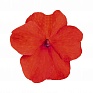 Бальзамин Уоллера (Impatiens walleriana) Бальзамин Уоллера (Impatiens walleriana)