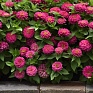 Цинния изящная (Zinnia elegans) Цинния изящная (Zinnia elegans)