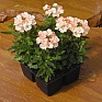 Вербена гибридная (Verbena hybrida)