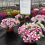 Петуния ампельная гибридная (Petunia x hybrida) Петуния ампельная гибридная (Petunia x hybrida)