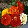Цинния изящная (Zinnia elegans)