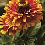 Цинния изящная (Zinnia elegans)