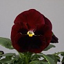 Виола Виттрока (Viola wittrockiana)