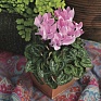 Цикламен персидский (Cyclamen persicum)