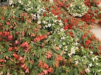 Бегония боливийская ампельная (Sun Cities F1)