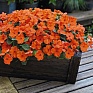 Бальзамин Уоллера (Impatiens walleriana) Бальзамин Уоллера (Impatiens walleriana)