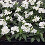 Левизия (Lewisia cotyledon)