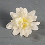 Бегония гибридная ампельная (зеленая листва) (Begonia hybrida)