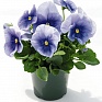 Виола виттрока (Viola wittrockiana) Виола виттрока (Viola wittrockiana)