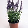 Шалфей превосходный (Salvia superba)