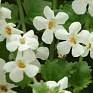 Бакопа (Сутера) сердцевидная (Sutera (Bacopa) cordata)