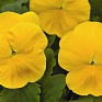 Виола Виттрока (Viola wittrockiana) Виола Виттрока (Viola wittrockiana)
