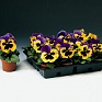 Виола Виттрока (Viola wittrockiana) Виола Виттрока (Viola wittrockiana)