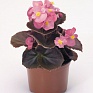 Бегония вечноцветущая (бронзовая листва) (Begonia semperflorens)