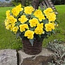 Бегония клубневая махровая ампельная (Begonia tuberhybrida) Бегония клубневая махровая ампельная (Begonia tuberhybrida)