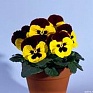 Виола Виттрока (Viola wittrockiana)