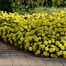 Цинния мариландская (Zinnia marylandica) Цинния мариландская (Zinnia marylandica)