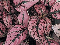 Гипоэстес листоколосниковый (Splash Select)