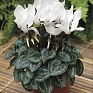 Цикламен персидский (Cyclamen persicum)
