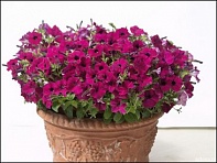 Петуния ампельная гибридная (Baby Gioconda F1)