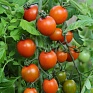 Томат (Lycopersicon esculentum)