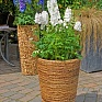 Дельфиниум высокий (Delphinium elatum)