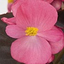 Бегония вечноцветущая (бронзовая листва) (Begonia semperflorens)