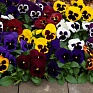 Виола Виттрока (Viola wittrockiana) Виола Виттрока (Viola wittrockiana)