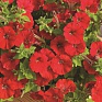 Петуния ампельная гибридная (Petunia x hybrida)