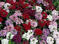 Вербена гибридная (Obsession F1)