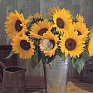 Подсолнечник летний (Helianthus annuus)