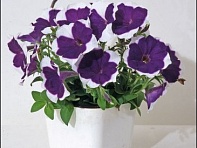 Петуния мелкоцветковая (Bella F1)